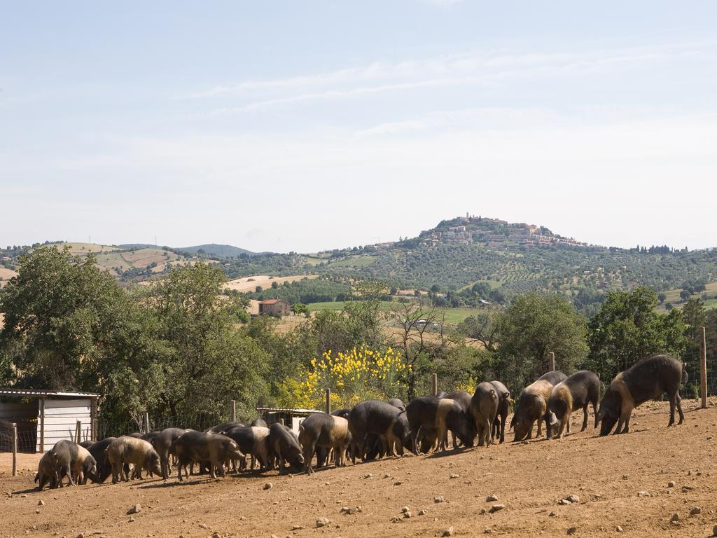 Agriturismo Boschetto Di Montiano Montiano  Buitenkant foto