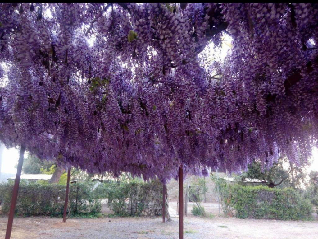Agriturismo Boschetto Di Montiano Montiano  Buitenkant foto
