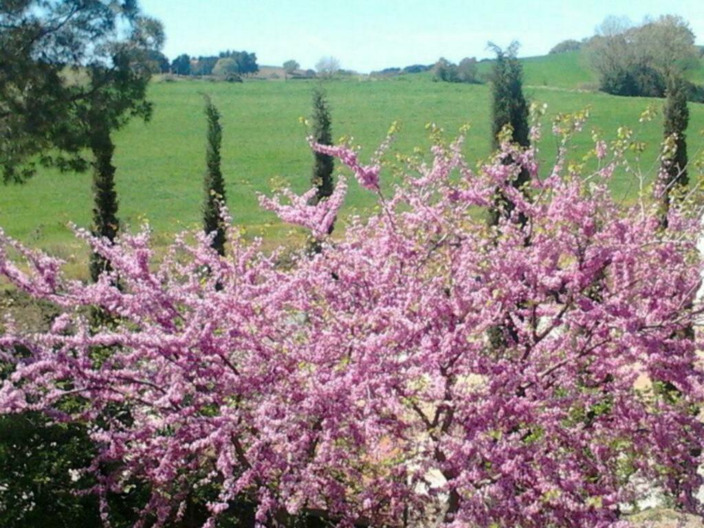 Agriturismo Boschetto Di Montiano Montiano  Buitenkant foto