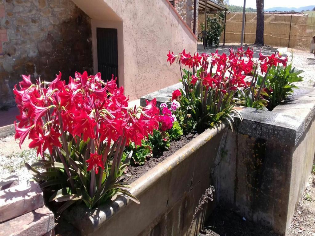 Agriturismo Boschetto Di Montiano Montiano  Buitenkant foto